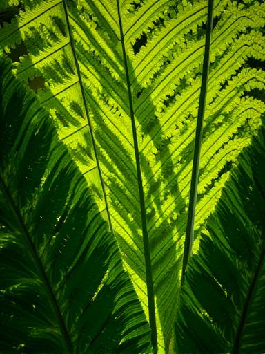 Close up of vibrant green fern leaves